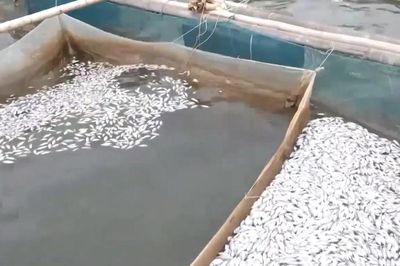 [Video] Cá chết hàng loạt trên sông Hiếu ở Quảng Trị là do nguồn nước có dấu hiệu suy giảm chất lượng