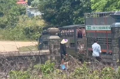 [Video] Quảng Trị: Bắt đường dây vận chuyển, mua bán hơn 250 tấn lợn bệnh
