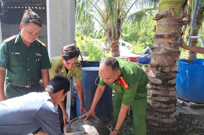 An Giang: Đồn Biên phòng Xẻo Nhàu và người dân thả cá thể vích về biển