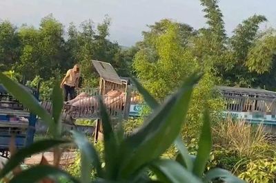 Hơn 250 tấn thịt nhiễm dịch tả lợn châu Phi bị tuồn ra thị trường