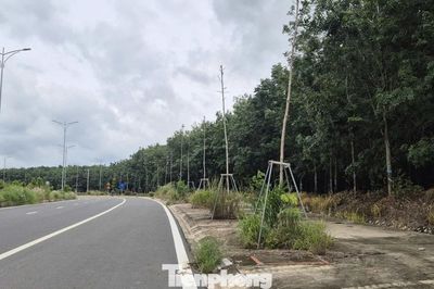 Cận cảnh hàng loạt cây chết khô, cỏ dại um tùm trên đường mới gần 5.300 tỷ đồng