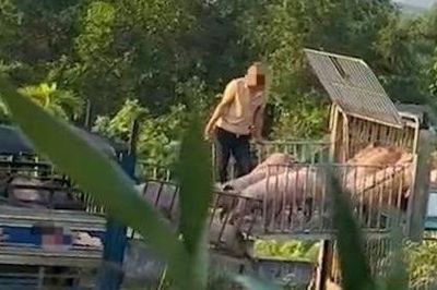 Khởi tố 6 bị can mua bán hơn 250 tấn heo nhiễm bệnh đưa về Quảng Trị tiêu thụ