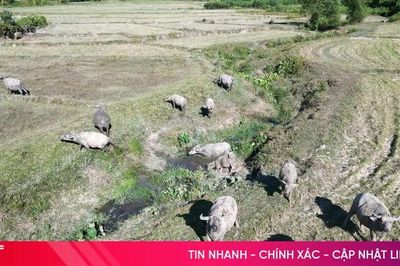 Vì sao nông dân Hà Tĩnh không còn mặn mà với chăn nuôi đại gia súc?