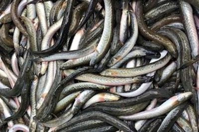 Loại cá giàu dưỡng chất có lợi cho sức khỏe nhưng tên khá lạ
