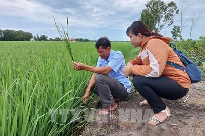 Quảng Trị hoàn tất chuyển đổi 100% mã số vùng trồng