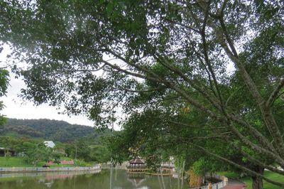 Agrồng, sáng nắng chiều mưa
