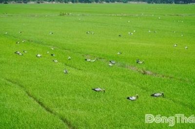 Đồng Tháp: Đàn cò ốc quý hiếm về săn mồi tại cánh đồng lúa ở xã Hưng Thạnh