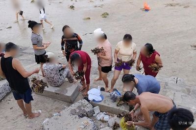Truy tìm danh tính, mời làm việc nhóm người dân có dấu hiệu tác động đến san hô khu vực biển Hòn Chồng - Đặng Tất