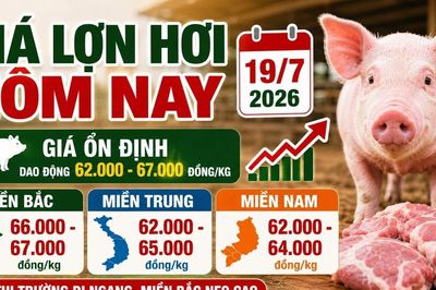 Giá lợn hơi hôm nay 19/7: Chênh lệch ba miền ở mức cao