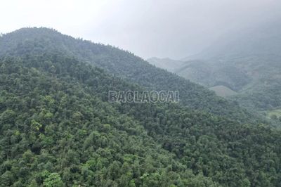 Hơn một thập kỷ giữ rừng, làm giàu từ rừng cùng Chương trình FFF