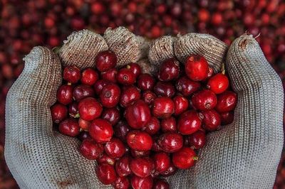 Giá cà phê hôm nay 19/7/2026: Chưa trở lại 100.000 đ/kg sau 1 tuần giao dịch