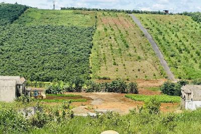 Lâm Đồng thúc đẩy ESG: Chìa khóa vàng nâng tầm cạnh tranh cho ngành cà phê
