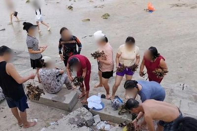 Truy tìm nhóm du khách bẻ san hô khi tắm biển Hòn Chồng - Nha Trang