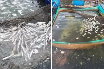 Làm rõ nguyên nhân làm hàng chục tấn cá chết trên sông Thạch Hãn