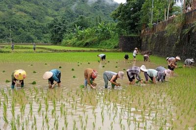 Rộn ràng trên những cánh đồng vào vụ