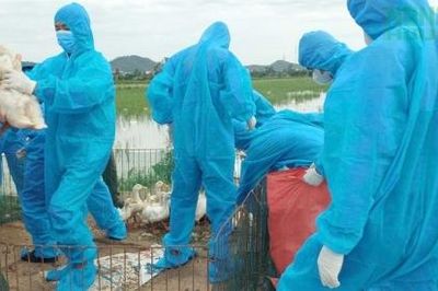 Nghệ An: Xã Hùng Châu khẩn trương triển khai các biện pháp cấp bách phòng, chống dịch cúm gia cầm H5N1