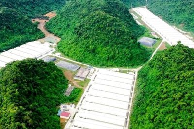 Ba công nhân tử vong tại trang trại nuôi lợn Dabaco Thanh Hóa