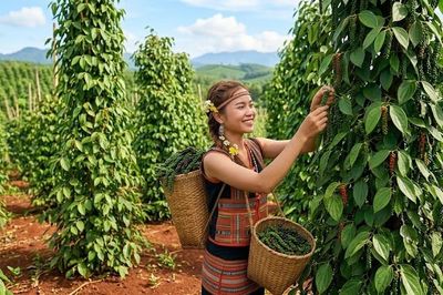 Giá hồ tiêu hôm nay 20.7.2026: Thị trường tiếp tục giữ ổn định