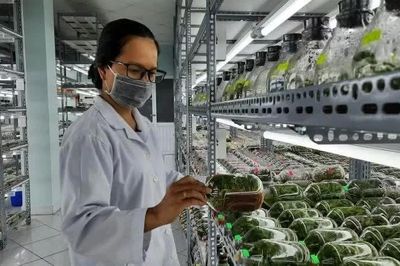 Điều kiện thành lập khu nông nghiệp ứng dụng công nghệ cao