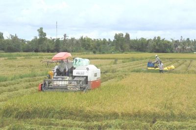 Cà Mau chuyển hồ sơ vụ doanh nghiệp nợ tiền mua lúa của nông dân sang công an