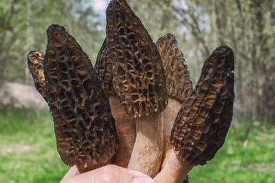 Loài cây mọc hoang ở Việt Nam, 'trời Tây' bán 13 triệu đồng/kg