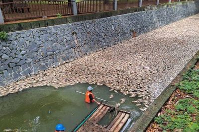 300kg cá chết nổi trắng sông, bốc mùi hôi nồng nặc khiến người dân hoảng hốt