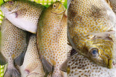 Loại cá có lớp da giòn sần sật, được nhiều nhà hàng đưa vào thực đơn
