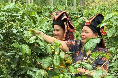 Giữ lợi thế thị trường cho cà phê Việt trước giờ G EUDR