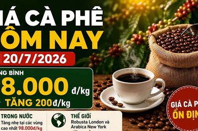 Giá cà phê hôm nay 20/7: Trong nước tăng, thế giới đứng giá