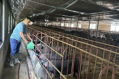 Tạo sinh kế từ giống lợn đen bản địa