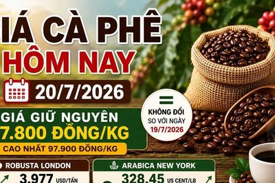 Giá cà phê hôm nay 20/7: Robusta và Arabica chưa biến động