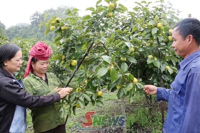 Phiêng Cằm khai thác tiềm năng phát triển kinh tế