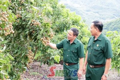 Lính 'Cụ Hồ' tiên phong phát triển kinh tế