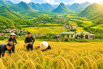 Mùa vàng trên những bản làng vùng cao