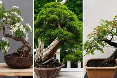 Đừng bán vội nếu nhà có 3 cây cảnh này, càng già càng 'hóa rồng', hút phúc khí, kết duyên lành