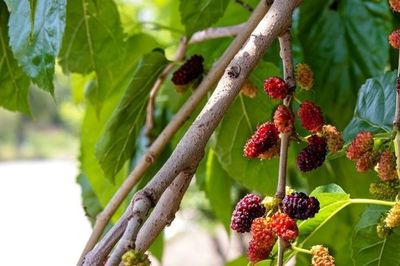 Nhiều gia đình vẫn trồng 2 loại cây này trước nhà dù không hợp phong thủy