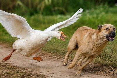 Tại sao rắn sợ ngỗng, nhiều động vật khác cũng bị ngỗng đuổi chạy 'tóe khói'?