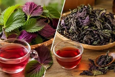 Nước tía tô tươi hay khô: Loại nào giữ nhiều dưỡng chất hơn và đáng dùng hơn?
