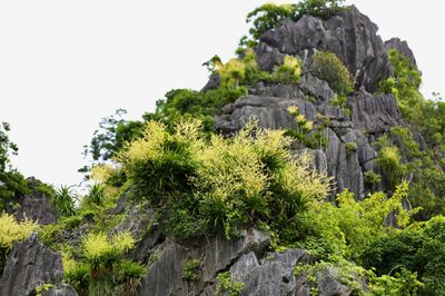 Ngắm vách đá triệu năm của vịnh Hạ Long 'nở hoa' tuyệt đẹp