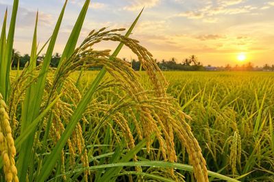 Giá lúa gạo hôm nay 20/7: Thị trường đi ngang