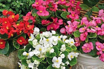 Không khí trong nhà bị ô nhiễm, hãy trồng ngay loại cây này để bảo vệ sức khỏe