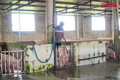 Vụ 37 lao động 6 tháng không lương:27 cơ sở giết mổ ở Hà Tĩnh không đủ điều kiện an toàn thực phẩm