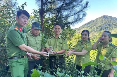 Sơn La:Công an xã Phù Yên phối hợp tái thả cá thể cú mèo quý hiếm về tự nhiên