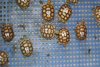 Khởi tố vụ án nuôi nhốt hơn 100 cá thể rùa, vẹt trái phép