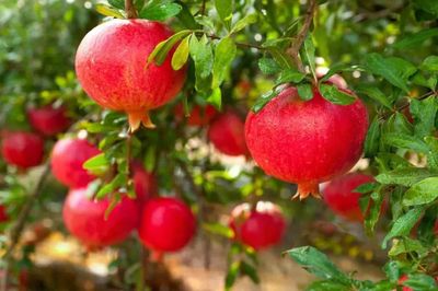 Lựu đỏ Ấn Độ hút khách nhờ mẫu mã đẹp, nay được trồng ở Lâm Đồng