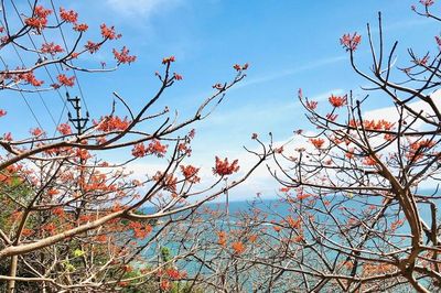 Rực rỡ hoa ngô đồng ở Cù Lao Chàm