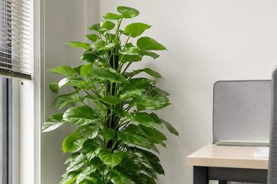 3 loại cây lọc không khí phù hợp với văn phòng dùng điều hòa