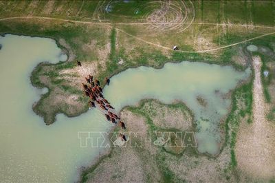Mở dư địa phát triển kinh tế xanh từ 'lá phổi' vùng Đông Nam Bộ