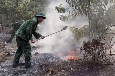 Huế kịp thời khống chế vụ cháy rừng trồng keo