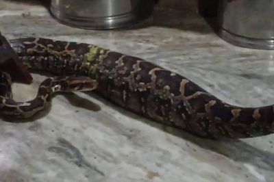 Nghe tiếng động, người phụ nữ bắt gặp cảnh tượng đáng sợ trong bếp